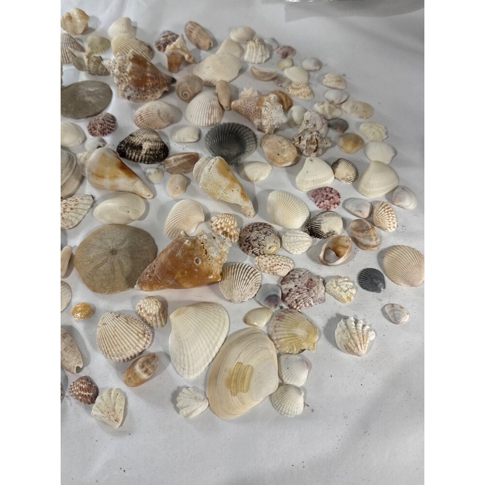 Assorted Natural Sea Shell Collection For - Over 100 Pieces Over 2.5 Lbs - Picture 4 of 5